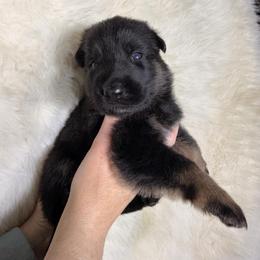 Girl 1 - Black and tan female German Shepherd puppy in Hollis Center, Maine from Noble German Shepherds of Maine