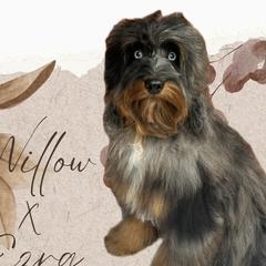 Aussiedoodles and Australian Mountain Doodles from Ridgeline Doodles