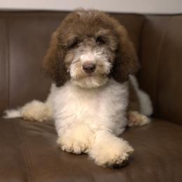 Bernedoodle and Cavapoo Puppies from Dulcito Doodles