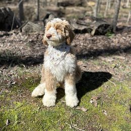 Bernedoodle Puppies from Cairn Ridge Doodles
