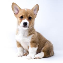 FiFi - Health Tested Parents - Vet Checked - Red female Pembroke Welsh Corgi puppy in Santa Monica, California from Limitless Huskies
