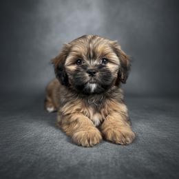 StarCrunch - Brindle female Shih Tzu puppy in Oklahoma City, Oklahoma from Lisa Inman