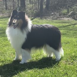 Sylvester - Collie