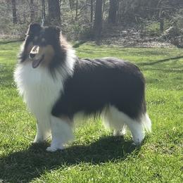 Sylvester - Collie