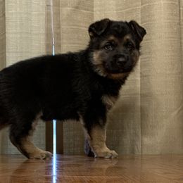 German Shepherd Puppies from Klein Bauernhof German Shepherds