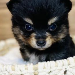 French Bulldogs and Pomeranians from Furever Puppies