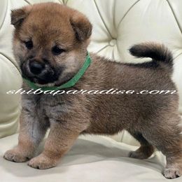 Ken - Red male Shiba Inu puppy in Tualatin, Oregon from Shiba Paradise