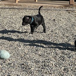 Blue girl - Brindle female Staffordshire Bull Terrier puppy in Lincoln, California from J Jax Staffords