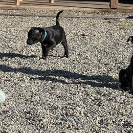Blue girl - Brindle female Staffordshire Bull Terrier puppy in Lincoln, California from J Jax Staffords