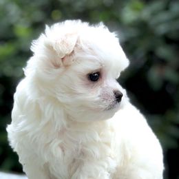 Maltese Puppies from Oakgrove Maltese