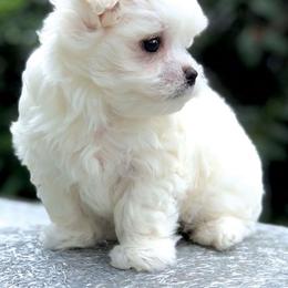 Maltese Puppies from Oakgrove Maltese