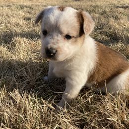 Australian Cattle Dog and Companion Cross Puppies from MX Kennel - Central MO