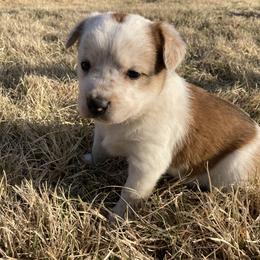 Australian Cattle Dog and Companion Cross Puppies from MX Kennel - Central MO