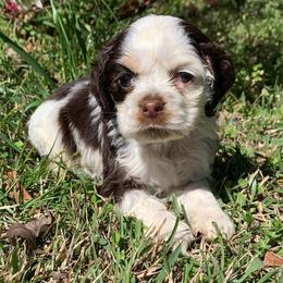 Daisy - Brown and white female Cocker Spaniel puppy in Gadsden, Alabama from Rich Cat’s