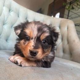 Boy 1 - Blue merle male Australian Shepherd puppy in Bison, South Dakota from South Dakota Creekside Australian Shepherds