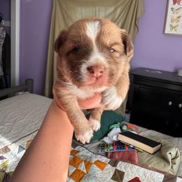 O'Neill - male Sporty Mix puppy in Richland, Michigan from Seay's Sporty Mixes