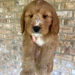 Blue Boy - Red  male Goldendoodle puppy in Richmond, Kentucky from The Doting Doodle