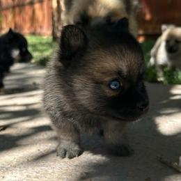 Boy 2 - Brindle male Companion Cross puppy in Indian Springs, Nevada from Spinner puppies