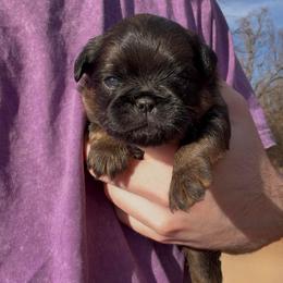 Lenny - Belge male Brussels Griffon puppy in Oklahoma from Lavish Griffons