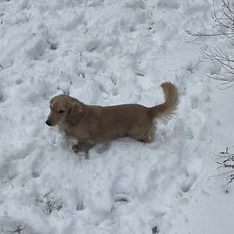 Ocho - Dachshund