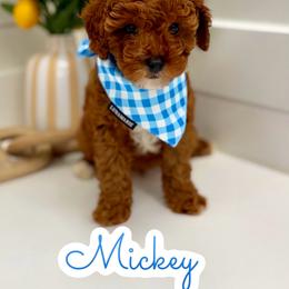 Mickey - Red male Cavapoo puppy in Buford, Georgia from Petite Posh Puppies