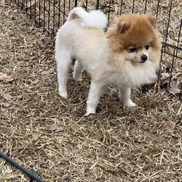 Sansa desire - Pomeranian