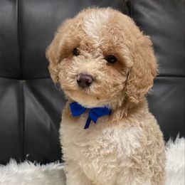 Dallas - Buff and white male Cockapoo puppy in Haughton, Louisiana from Bailey’s Cajun Canines
