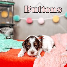 Buttons - Tri-color female Australian Labradoodle puppy in Decatur, Alabama from Southern Meadows Doodles