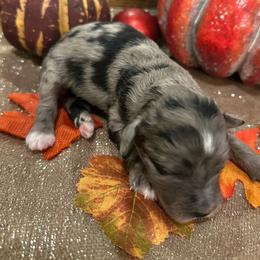 Female 1 - Blue merle female Aussiedoodle puppy in Lexington, Alabama from Johnson’s Highland Pride Aussiedoodles