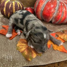 Female 1 - Blue merle female Aussiedoodle puppy in Lexington, Alabama from Johnson’s Highland Pride Aussiedoodles