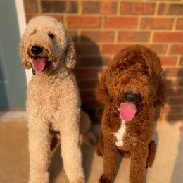 Goldendoodles and Poodles from Exclusive Doodles & Poodles