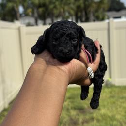 Noel - Black female Poodle puppy in Deltona, Florida from Poodles by CNC