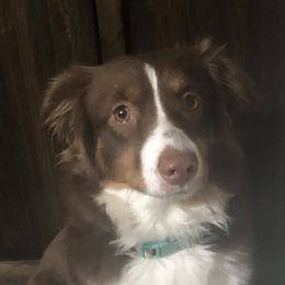 Mira  - Miniature American Shepherd