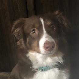 Mira  - Miniature American Shepherd
