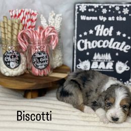 Aussiedoodle Puppies from Silva Ranch Doodles