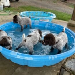 Wirehaired Pointing Griffon Puppies from Leaping Dog Griffons