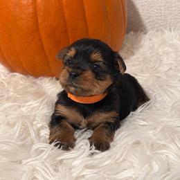 Cupcake- (Orange collar) - Black and tan female Yorkshire Terrier puppy in Selden, New York from Alisha's Yorkshire Terriers