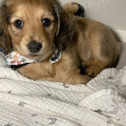 Dachshund Puppies from Long Dog Farm