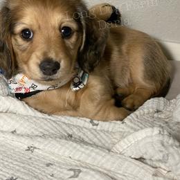 Dachshund Puppies from Long Dog Farm
