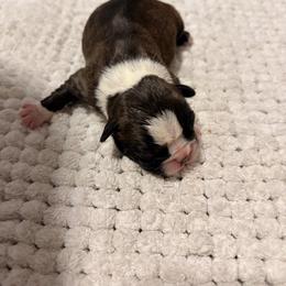 Flower - Brindle and white female Boston Terrier puppy in Leonard, Kentucky from Bluegrass Boston Terriers