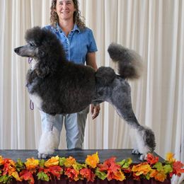 Remi - Poodle