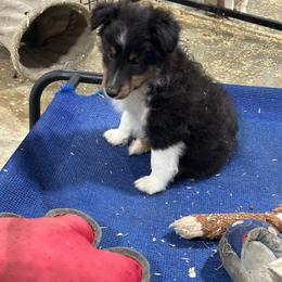 Pink - Black white and tan female Shetland Sheepdog puppy in Fontanelle, Iowa from Jensen Farms Shelties
