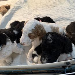 Boy 1 - Parti male Poodle puppy in Maryland from Hernwood Heelers & Poodles