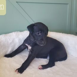 Whippet Puppies from Whippety Split