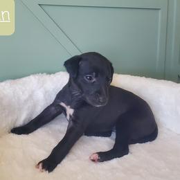 Whippet Puppies from Whippety Split