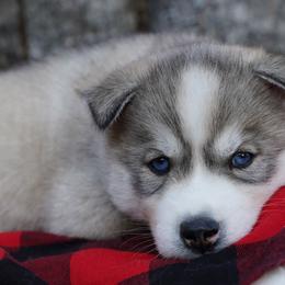 Willow - Sable and white female Siberian Husky puppy in Wiscasset, Maine from Running with Huskies