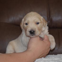 Green - Golden male Golden Retriever puppy in Webster City, Iowa from Whispering Pines Precious Puppies