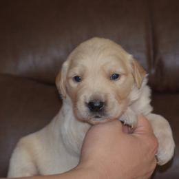 Green - Golden male Golden Retriever puppy in Webster City, Iowa from Whispering Pines Precious Puppies
