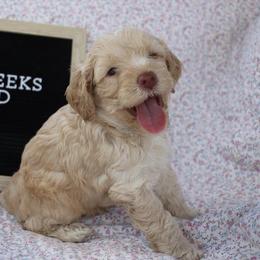 Cockapoo Puppies from Darling Doodles