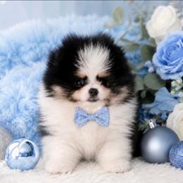 Pomeranian puppies from Northern Cali Pomskies